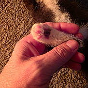 Izzy joined the competition — help win amazing prizes! hand, paw, kitten, cat, furry, pink_pads, close_up, texture, fur, animal, pet, gentle, soft, tender, brown_background, skin, human, touch, cute, small