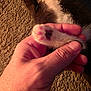 hand, paw, kitten, cat, furry, pink_pads, close_up, texture, fur, animal, pet, gentle, soft, tender, brown_background, skin, human, touch, cute, small