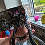 Izzy joined the competition — help win amazing prizes! wet_cat, kitten, black_cat, white_paws, hands, kitchen, sink, window, cup, spoon, countertop, ceramic_tile, indoor, daylight, water, bath_time, pet, animal, fur, whiskers