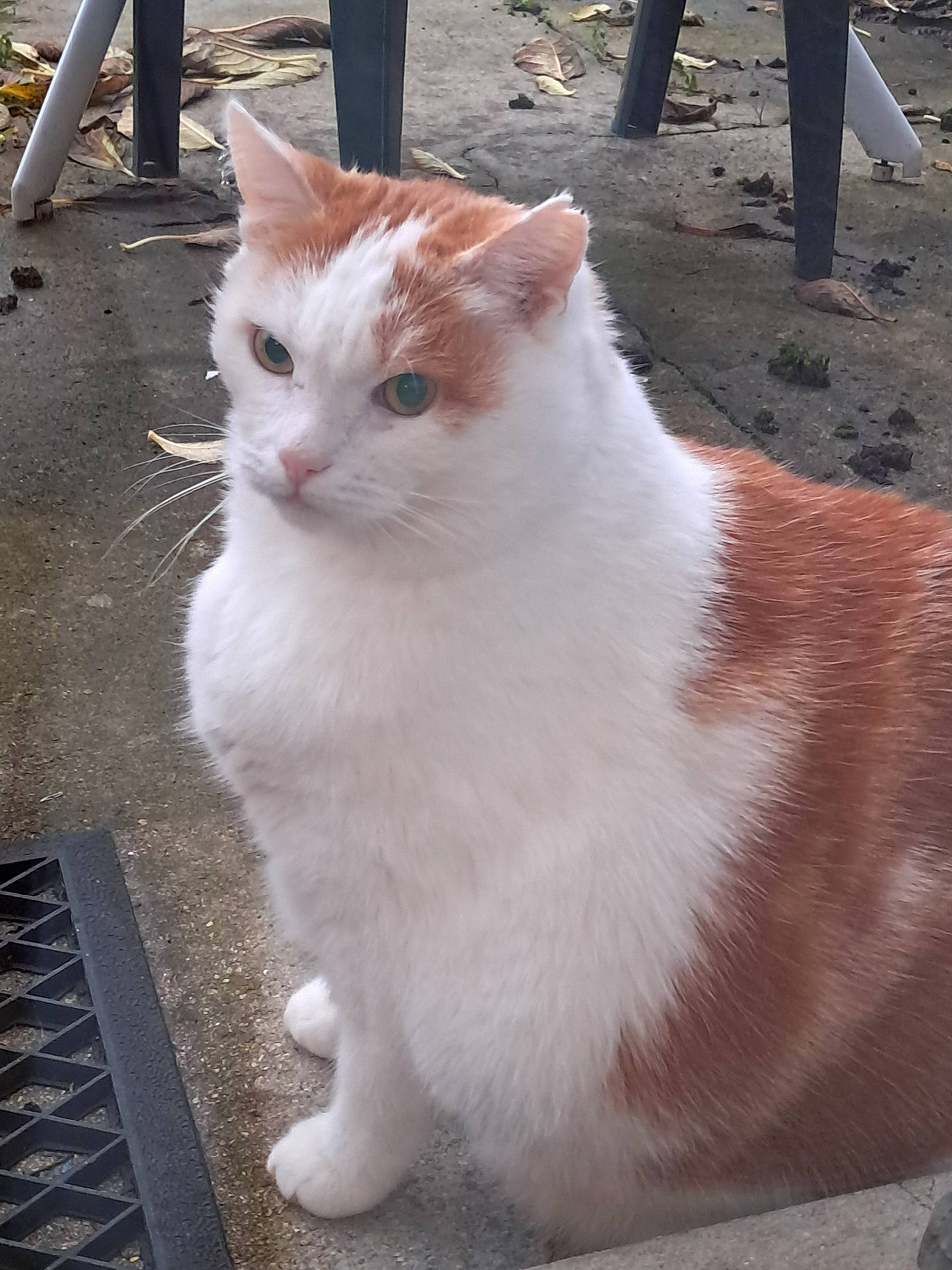Caramel participe au concours pour gagner de l'argent avec cette photo : abyssinian, angora, animal, architecture, brick, building, cat, chair, furniture, house, housing, kitten, manx, path, pet, plywood, porch, siamese, slate, wood