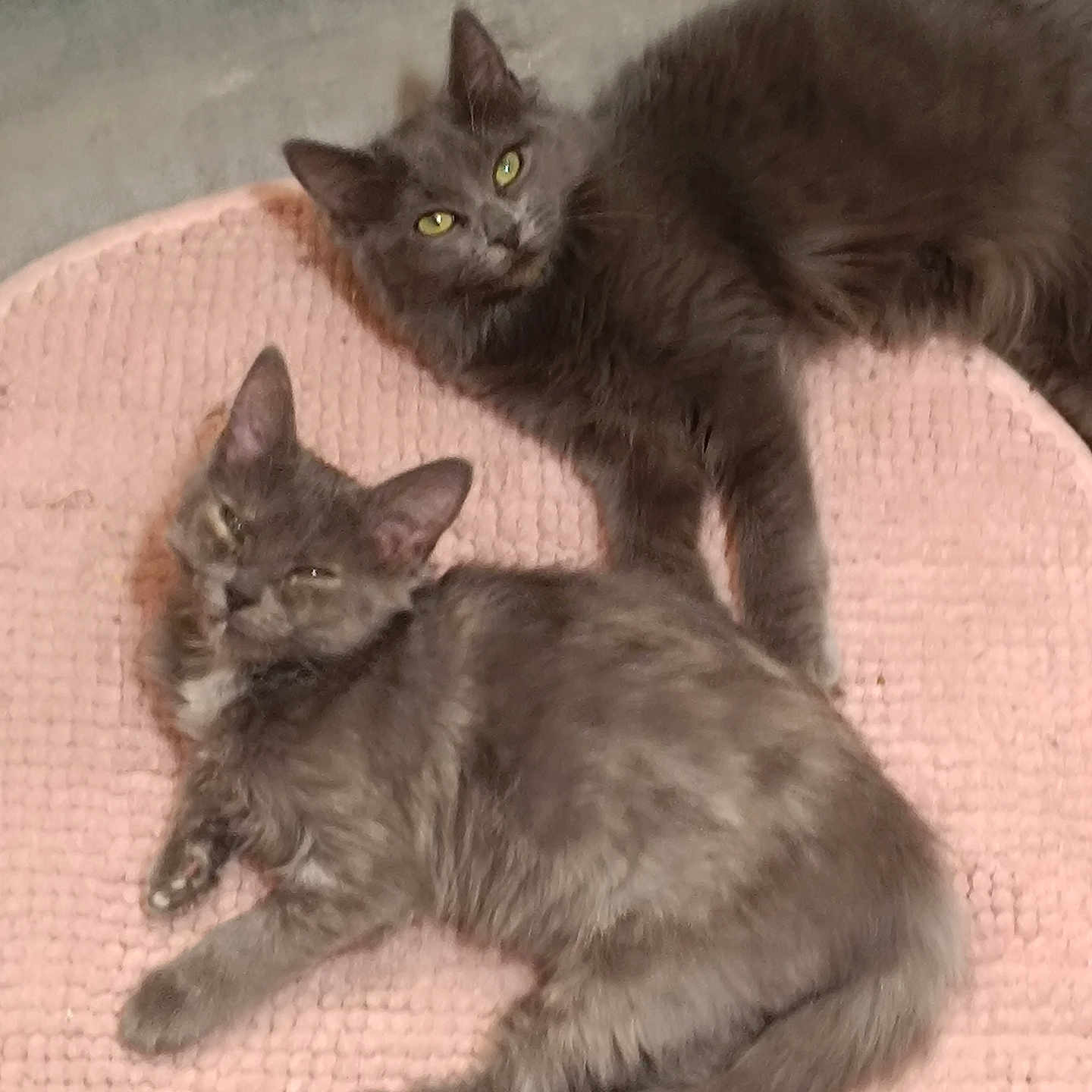 Iris Et Charlie participe au concours pour gagner de l'argent avec cette photo : animal, cat, cute, ears, feline, fluffy, gray_fur, indoor, kitten, lying_down, mat, pet, pink_mat, relaxed, resting, soft_texture, tail, two_cats, whiskers, young_cat
