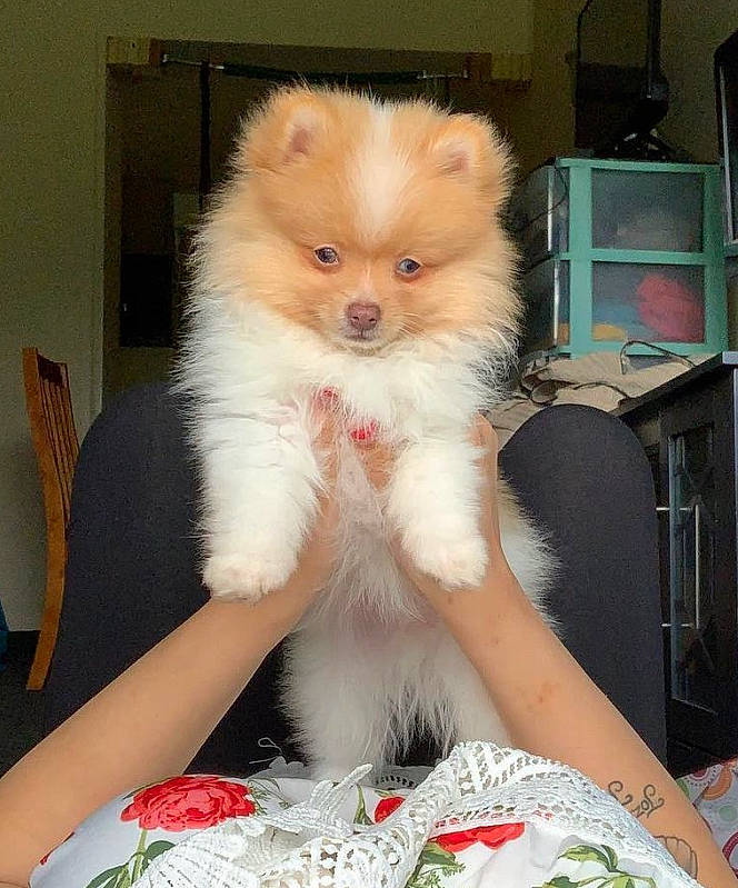 Giorgio joined the competition — help win amazing prizes! canidae, carnivore, chair, companion_dog, dog_breed, fawn, felidae, fur, non_sporting_group, shelf, small_to_medium_sized_cats, snout, spitz, toy_dog, whiskers, working_animal