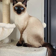 Leah Ballerina-May joined the competition — help win amazing prizes! cat, siamese_cat, blue_eyes, cat_tree, indoor, pet, animal, feline, sitting, curious, portrait, plush, cream_color, fur, whiskers, ears, tail, home, domestic, cute