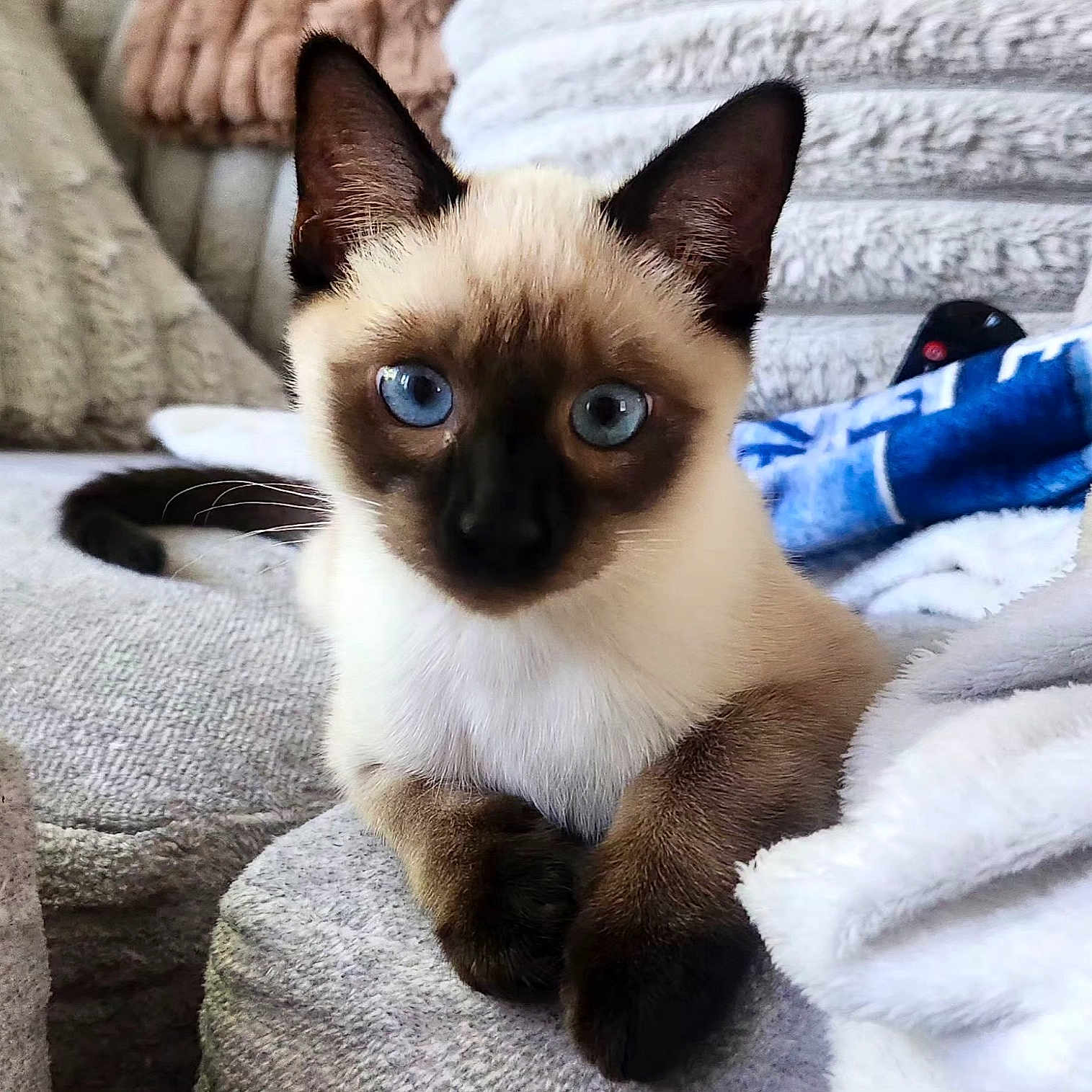 Leah Ballerina-May joined the competition — help win amazing prizes! animal, blanket, blue_eyes, cat, couch, cozy, cute, domestic_animal, feline, fur, home, indoor, kitten, paw, pet, relaxing, resting, siamese_cat, whiskers, young
