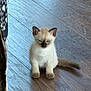 kitten, cat, siamese, blue_eyes, furry, sitting, wooden_floor, indoor, pet, cute, small, young, animal, fur, tail, ears, whiskers, domestic, cozy, soft_light