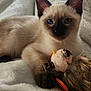 cat, kitten, siamese, pet, animal, toy, blanket, fur, blue_eyes, cute, indoor, relaxed, whiskers, paw, soft, playful, young, mammal, domestic, cozy