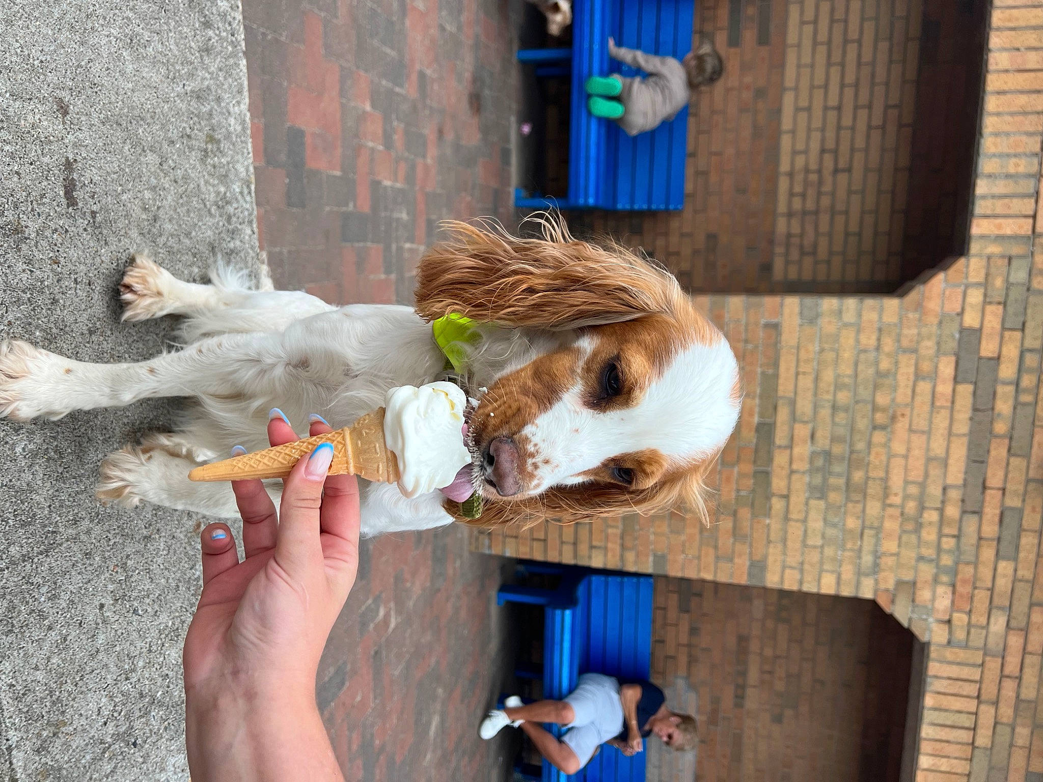 Dotty joined the competition — help win amazing prizes! blue, brick, brickwork, canidae, carnivore, collar, companion_dog, dog_breed, dog_supply, fawn, fur, human_leg, mammal, pet_supply, sporting_group, tail, vertebrate, wood, working_animal