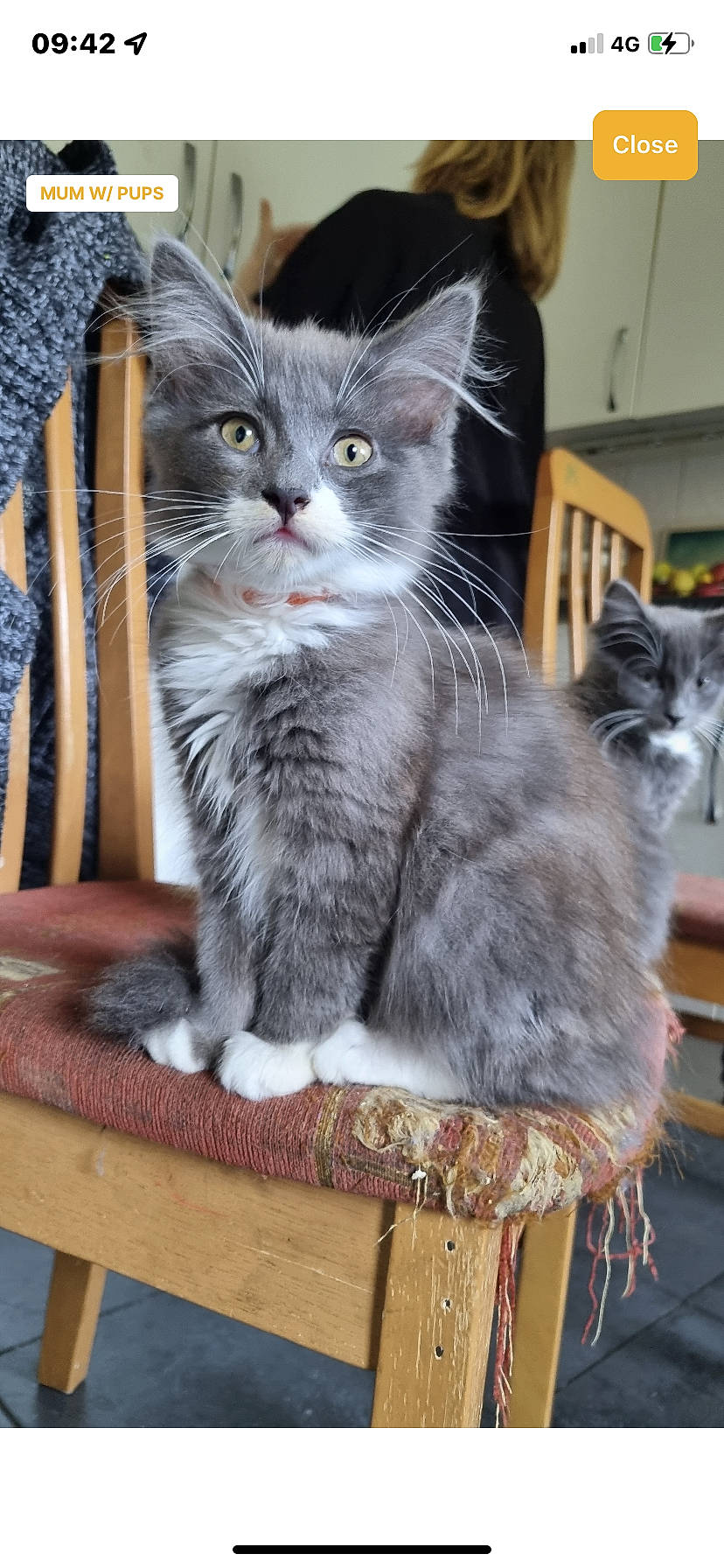 Jasper is registered to the contest to win money with this photo: animal_shelter, box, carnivore, cat, cat_supply, claw, domestic_short_haired_cat, felidae, fur, grey, paw, small_to_medium_sized_cats, tail, whiskers, window