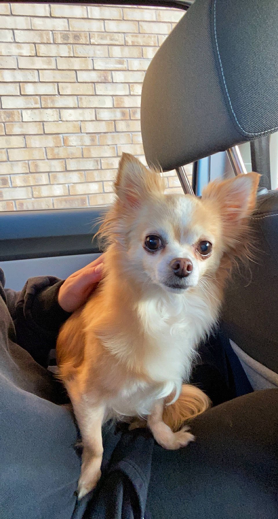 China is registered to the contest to win money with this photo: canidae, carnivore, chihuahua, companion_dog, corgi_chihuahua, dog, dog_breed, dog_supply, fawn, fur, non_sporting_group, terrestrial_animal, toy_dog, whiskers, window