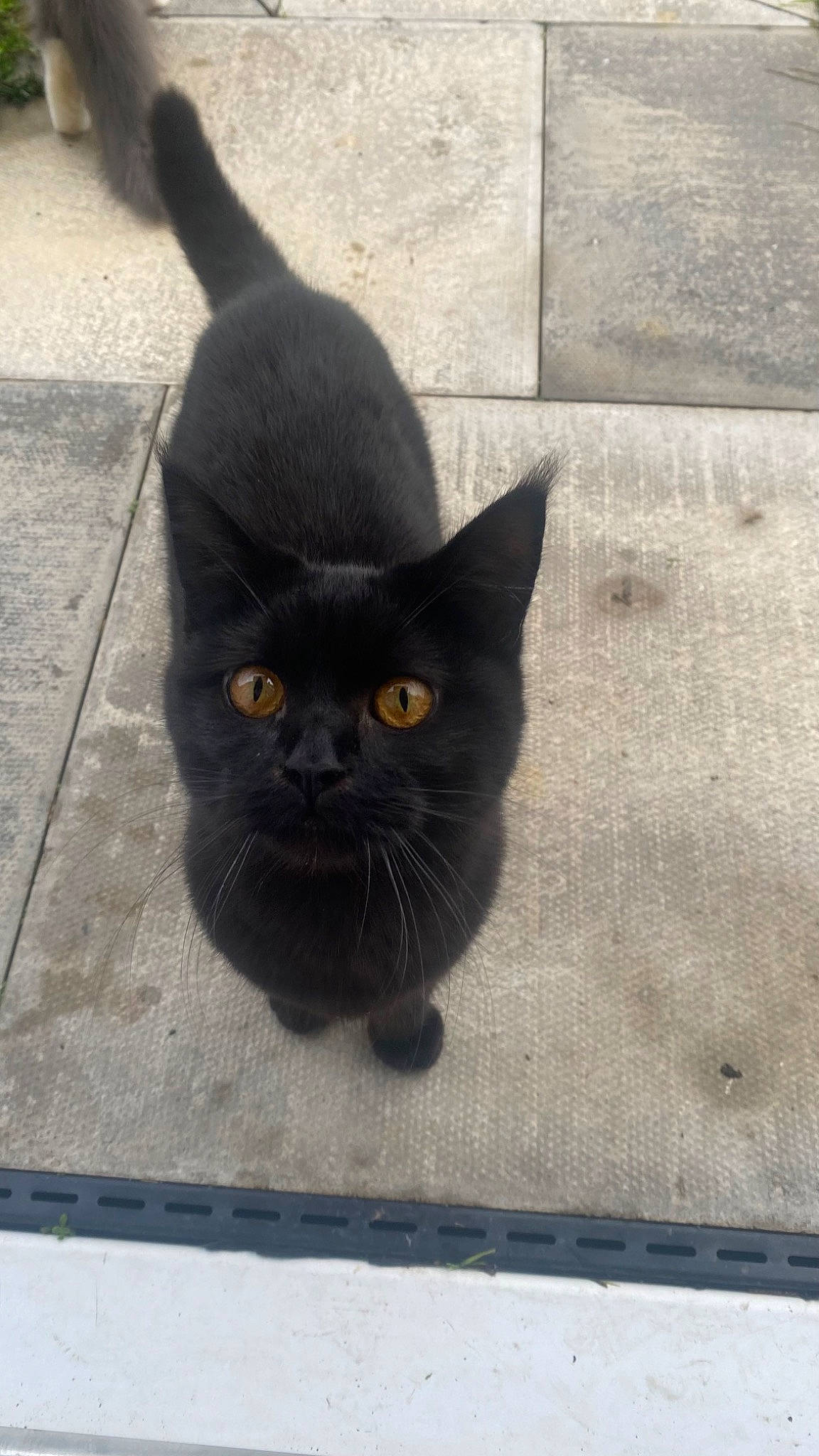 Bagherra joined the competition — help win amazing prizes! asphalt, black_cat, bombay, carnivore, cat, domestic_short_haired_cat, eye, felidae, floor, flooring, fur, grey, head, paw, road_surface, small_to_medium_sized_cats, tail, terrestrial_animal, whiskers, window