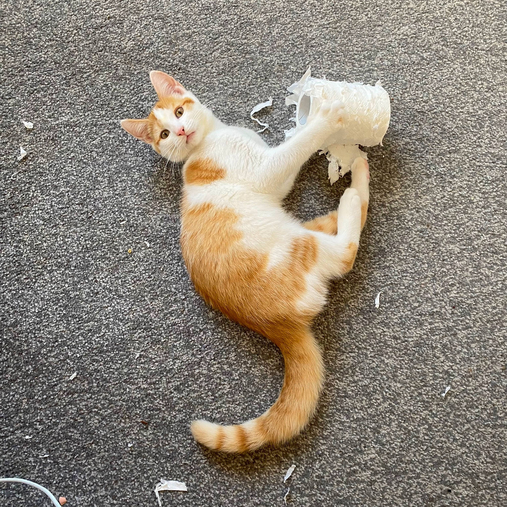 Toulouse is registered to the contest to win money with this photo: asphalt, canidae, carnivore, cat, claw, domestic_short_haired_cat, fawn, felidae, foot, fur, human_leg, paw, road_surface, sand, small_to_medium_sized_cats, snout, tail, terrestrial_animal, whiskers, wood