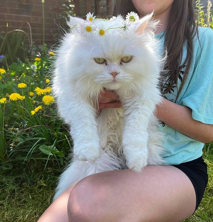 Winter joined the competition — help win amazing prizes! annual_plant, carnivore, cat, companion_dog, fawn, felidae, flower, foot, fur, gesture, grass, happy, herbaceous_plant, human_leg, plant, sitting, small_to_medium_sized_cats, tail, thigh, whiskers