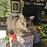 animal, cat, christmas, christmas_tree, decorations, feline, festive, fluffy, gift_boxes, green_eyes, holiday, indoor, living_room, long_hair, pet, piano, portrait, presents, tabby, wrapped_gifts