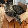 Hunter is registered to the contest to win money with this photo: animal, box, cardboard_box, cat, ears, feline, fluffy, furniture, green_eyes, home, indoors, long_hair, lying_down, pet, relaxed, sitting, tabby, table, whiskers, wooden_floor