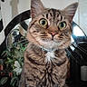 Hunter is registered to the contest to win money with this photo: animal, cat, close_up, collar, cute, face, feline, furniture, green_eyes, houseplant, indoors, mirror, pet, photography, portrait, sitting, striped_fur, tabby, whiskers, wide_eyes
