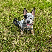 Floki joined the competition — help win amazing prizes! puppy, dog, grass, outdoor, happy, pet, animal, ears, tongue, leash, nature, field, young, cute, sitting, playful, canine, smiling, fur, collar