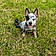 Floki
