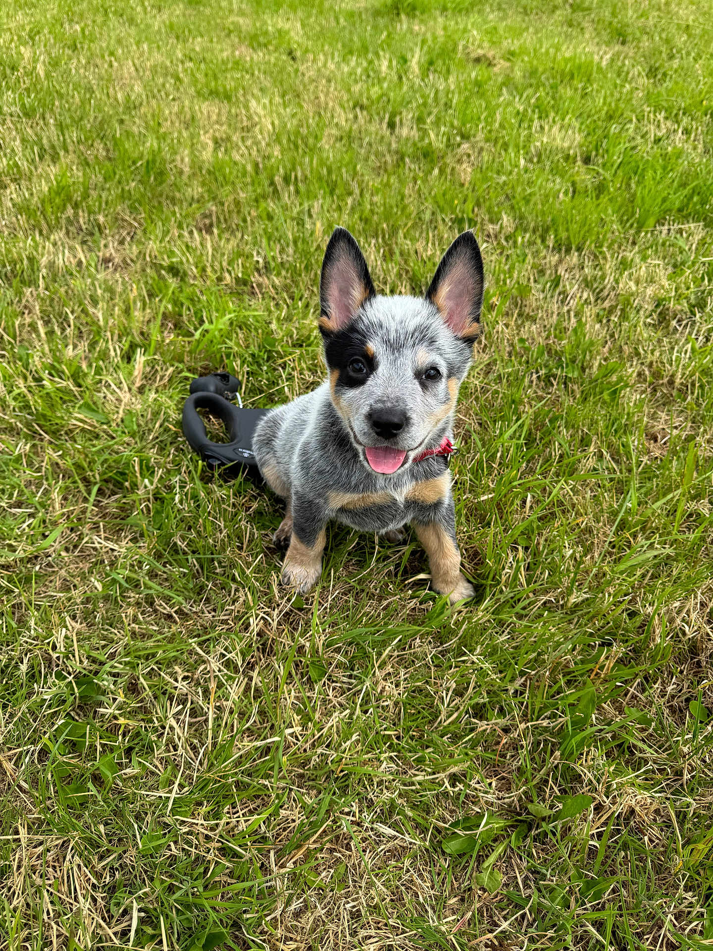 Floki joined the competition — help win amazing prizes! puppy, dog, grass, outdoor, happy, pet, animal, ears, tongue, leash, nature, field, young, cute, sitting, playful, canine, smiling, fur, collar