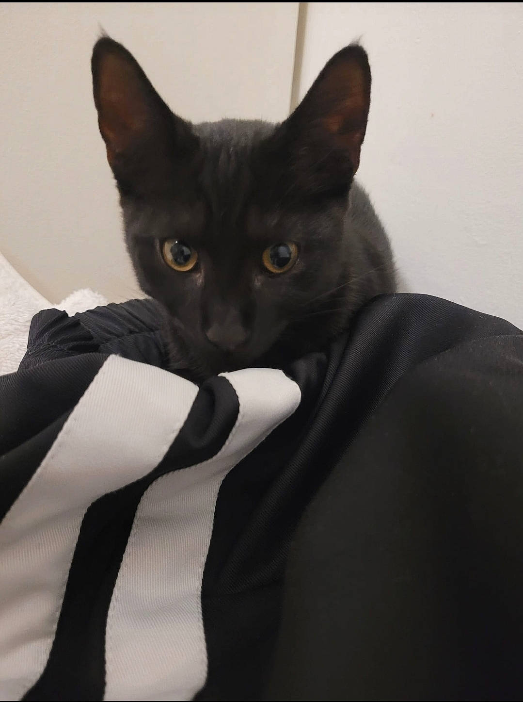 Popi a rejoint le concours — aidez-le/la à gagner de superbes lots ! black_cat, bombay, carnivore, cat, collar, comfort, domestic_short_haired_cat, eye, felidae, fur, gesture, grey, linens, monochrome_photography, pattern, sleeve, small_to_medium_sized_cats, snout, tail, whiskers