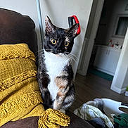 Coraline joined the competition — help win amazing prizes! animal, black_and_white, cat, closeup, couch, doorway, furniture, home, indoor, laundry, living_room, pet, portrait, sitting, tuxedo_cat, whiskers, white_chest, wide_eyes, wood_floor, yellow_blanket