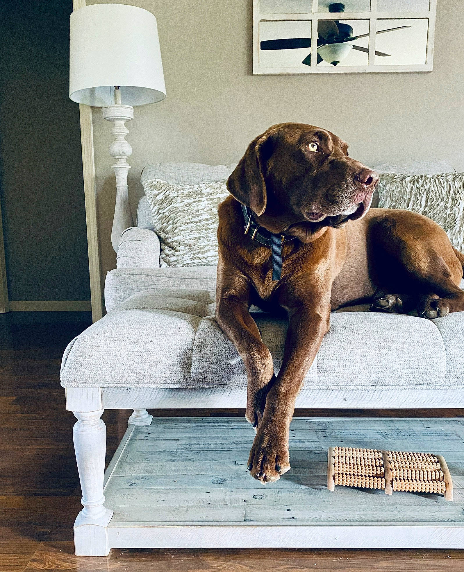 Tank joined the competition — help win amazing prizes! carnivore, chair, comfort, companion_dog, couch, dog, dog_breed, dog_supply, fawn, flooring, hardwood, lamp, liver, pet_supply, rectangle, snout, sporting_group, tail, window, working_animal