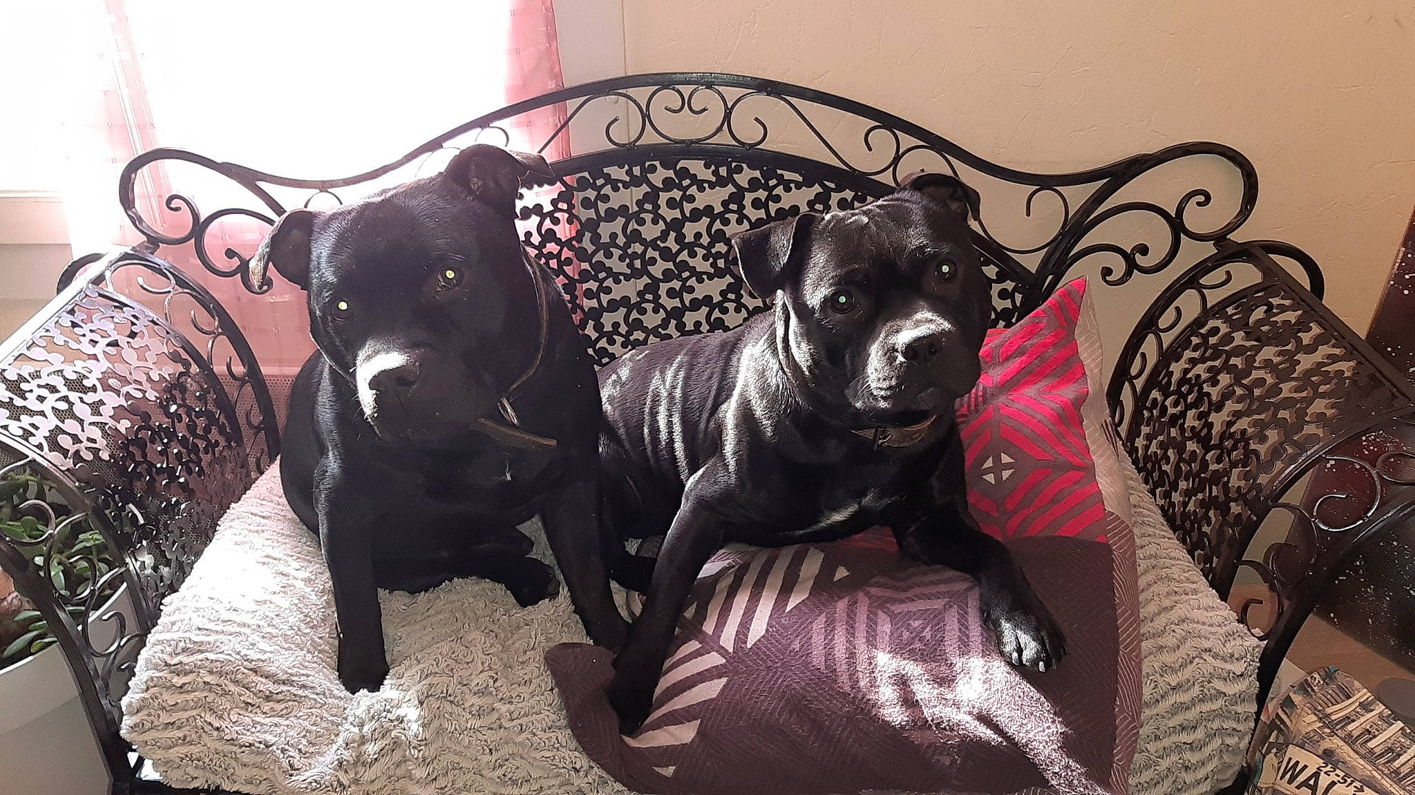 Pandore Et Awax participe au concours pour gagner de l'argent avec cette photo : alaunt, american_pit_bull_terrier, bandog, cane_corso, canidae, carnivore, companion_dog, dog, dog_breed, fawn, guard_dog, mammal, molosser, non_sporting_group, perro_de_presa_canario, sporting_group, staffordshire_bull_terrier, vertebrate