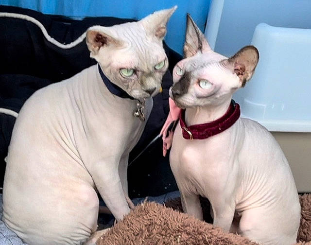 Sirius participe au concours pour gagner de l'argent avec cette photo : carmine, carnivore, cat, cat_supply, collar, comfort, donskoy, fawn, felidae, fur, pet_supply, peterbald, photo_caption, rex_cat, siamese, small_to_medium_sized_cats, snout, terrestrial_animal, whiskers