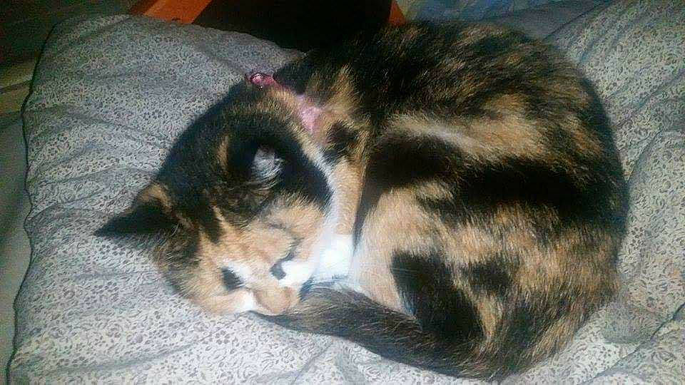 Chipie participe au concours pour gagner de l'argent avec cette photo : carnivore, cat, domestic_short_haired_cat, ear, european_shorthair, eye, felidae, fur, kitten, small_to_medium_sized_cats, snout, tail, whiskers