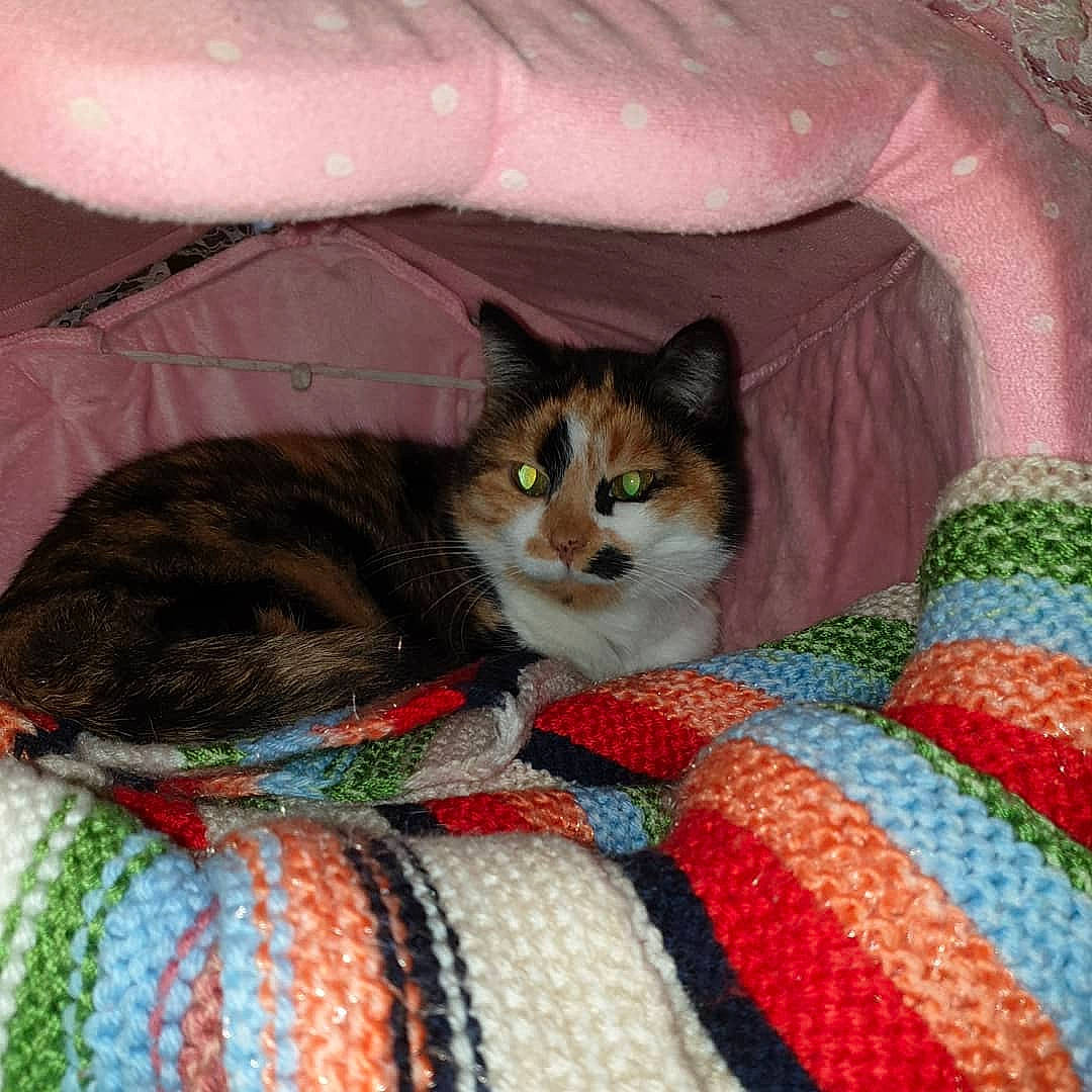 Chipie a rejoint le concours — aidez-le/la à gagner de superbes lots ! art, carnivore, cat, domestic_short_haired_cat, european_shorthair, felidae, fur, kitten, linens, norwegian_forest_cat, quilt, small_to_medium_sized_cats, textile, whiskers