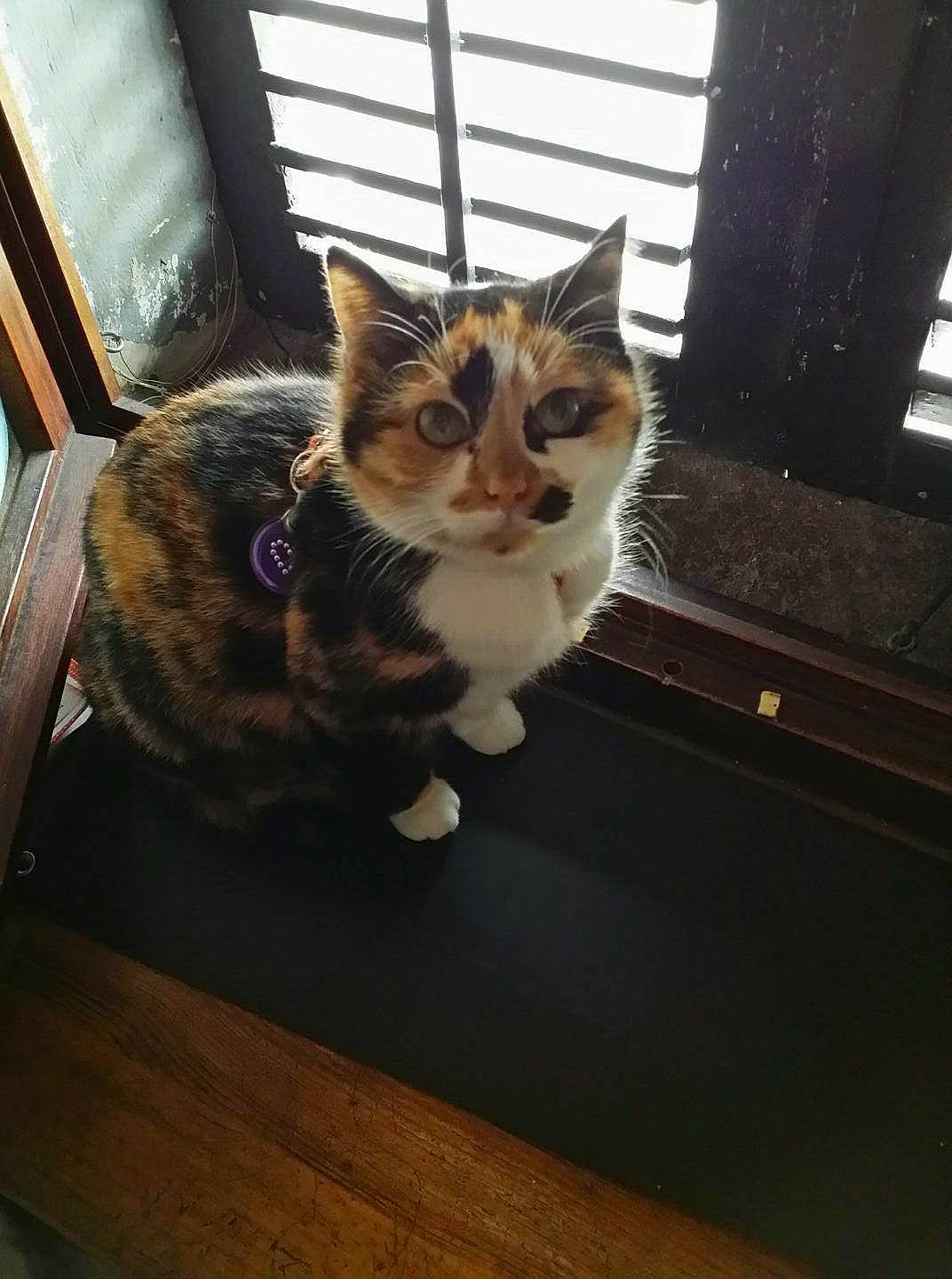 Chipie participe au concours pour gagner de l'argent avec cette photo : aegean_cat, american_wirehair, asian, carnivore, cat, domestic_short_haired_cat, european_shorthair, felidae, fur, kitten, mammal, small_to_medium_sized_cats, snapshot, whiskers