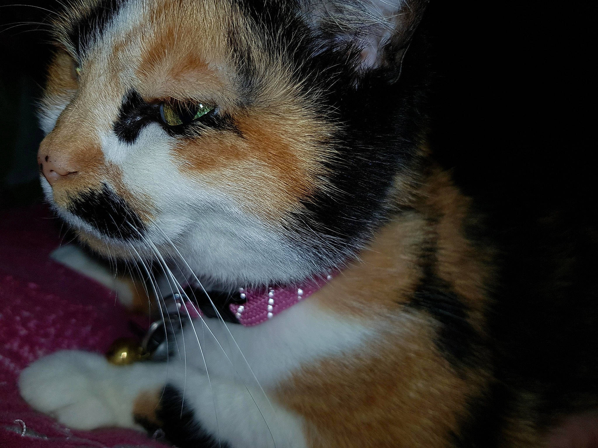 Chipie participe au concours pour gagner de l'argent avec cette photo : aegean_cat, american_wirehair, asian, carnivore, cat, claw, close_up, domestic_short_haired_cat, european_shorthair, eye, fawn, felidae, fur, kitten, mammal, nose, polydactyl_cat, small_to_medium_sized_cats, snout, whiskers