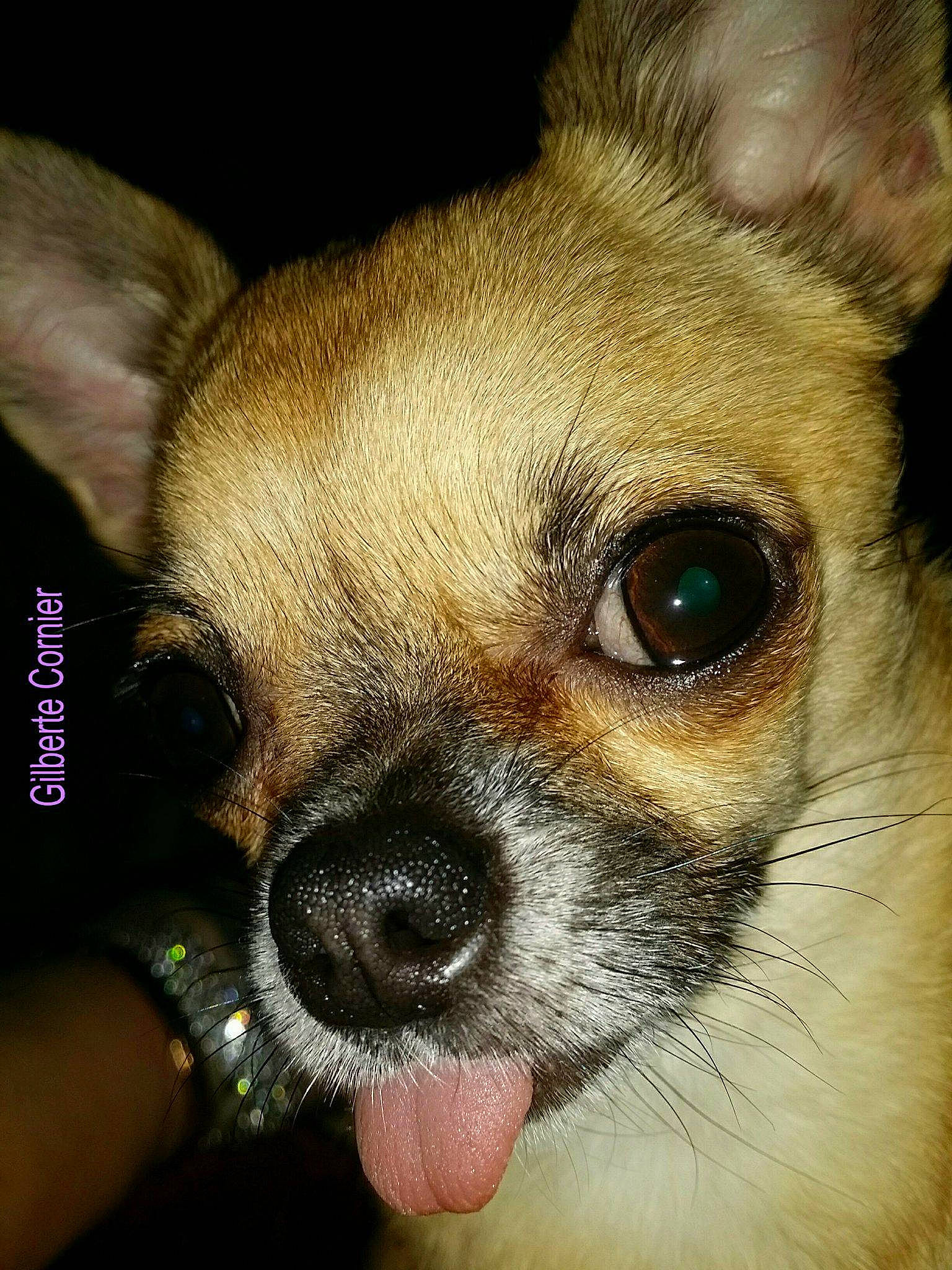 Isabella a rejoint le concours — aidez-le/la à gagner de superbes lots ! canidae, carnivore, chihuahua, close_up, companion_dog, corgi_chihuahua, dog, dog_breed, ear, eye, fawn, head, mammal, nose, organ, puppy, skin, snout, vertebrate, whiskers