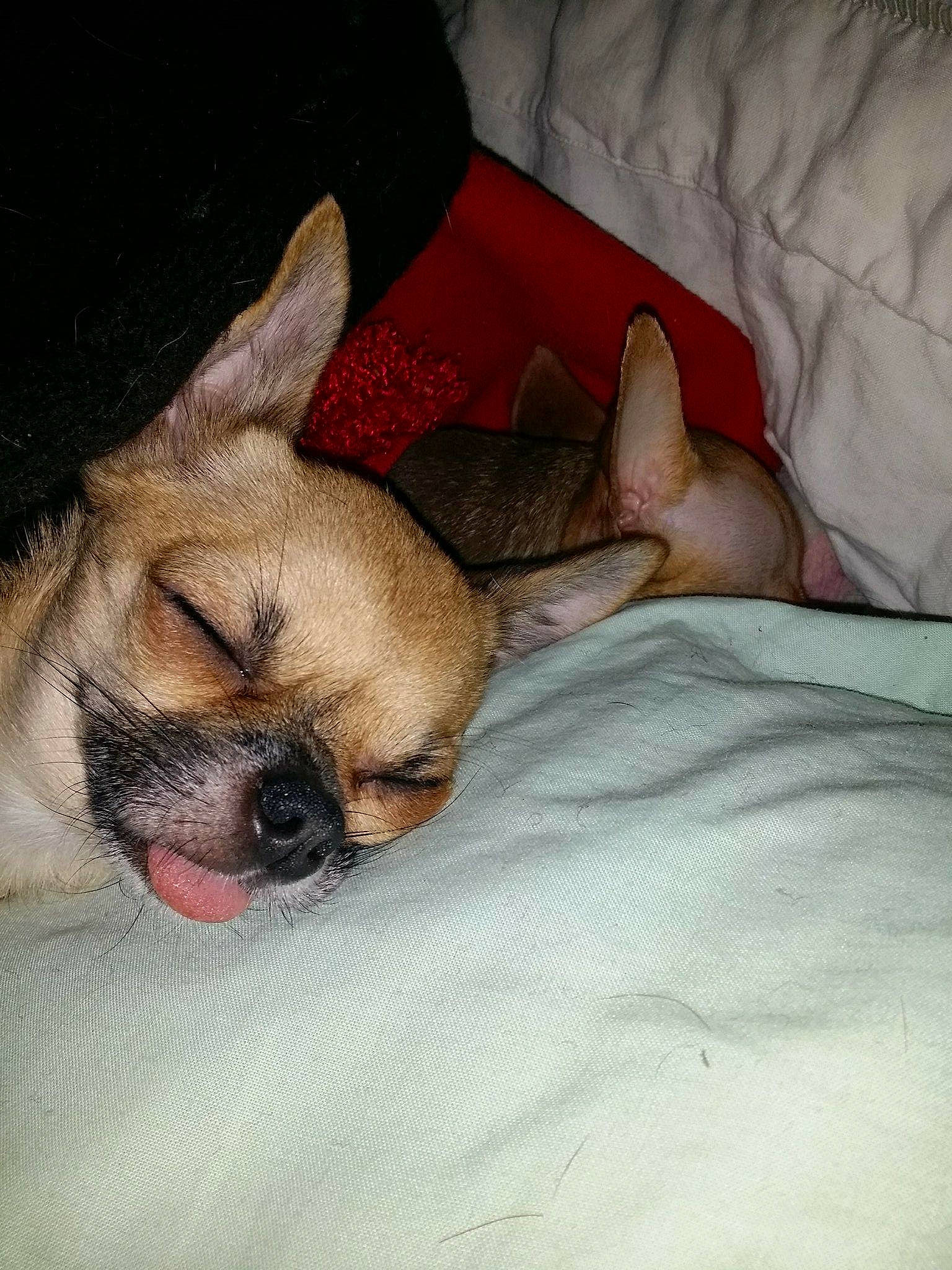 Isabella participe au concours pour gagner de l'argent avec cette photo : canidae, carnivore, chihuahua, companion_dog, corgi_chihuahua, dog, dog_breed, ear, fawn, mammal, nap, paw, puggle, puppy, puppy_love, skin, snout, toy_dog, vertebrate