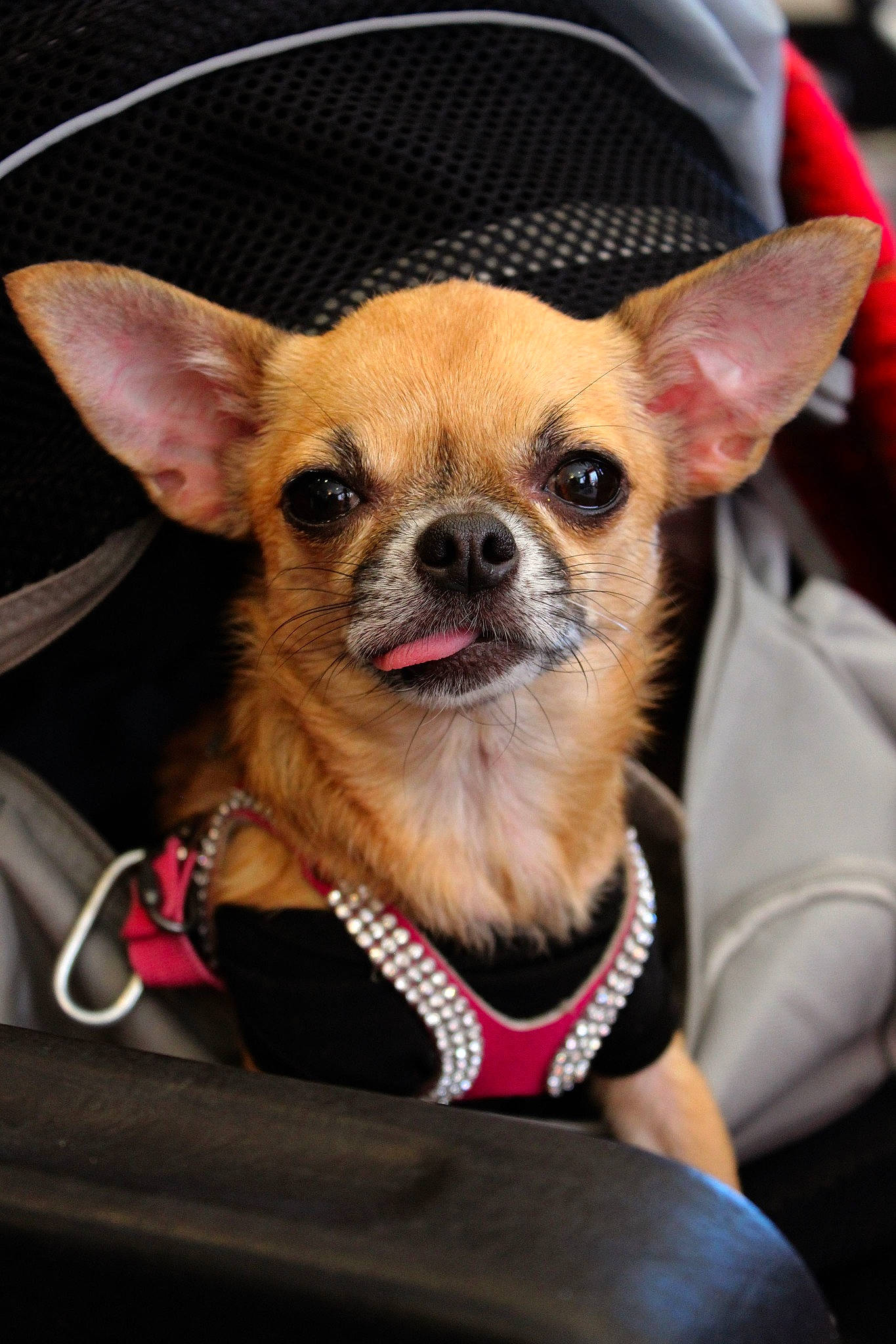 Isabella a rejoint le concours — aidez-le/la à gagner de superbes lots ! canidae, carnivore, chihuahua, companion_dog, corgi_chihuahua, dog, dog_breed, dog_clothes, ear, fashion_accessory, fawn, mammal, puppy, snout, toy_dog, vertebrate, whiskers