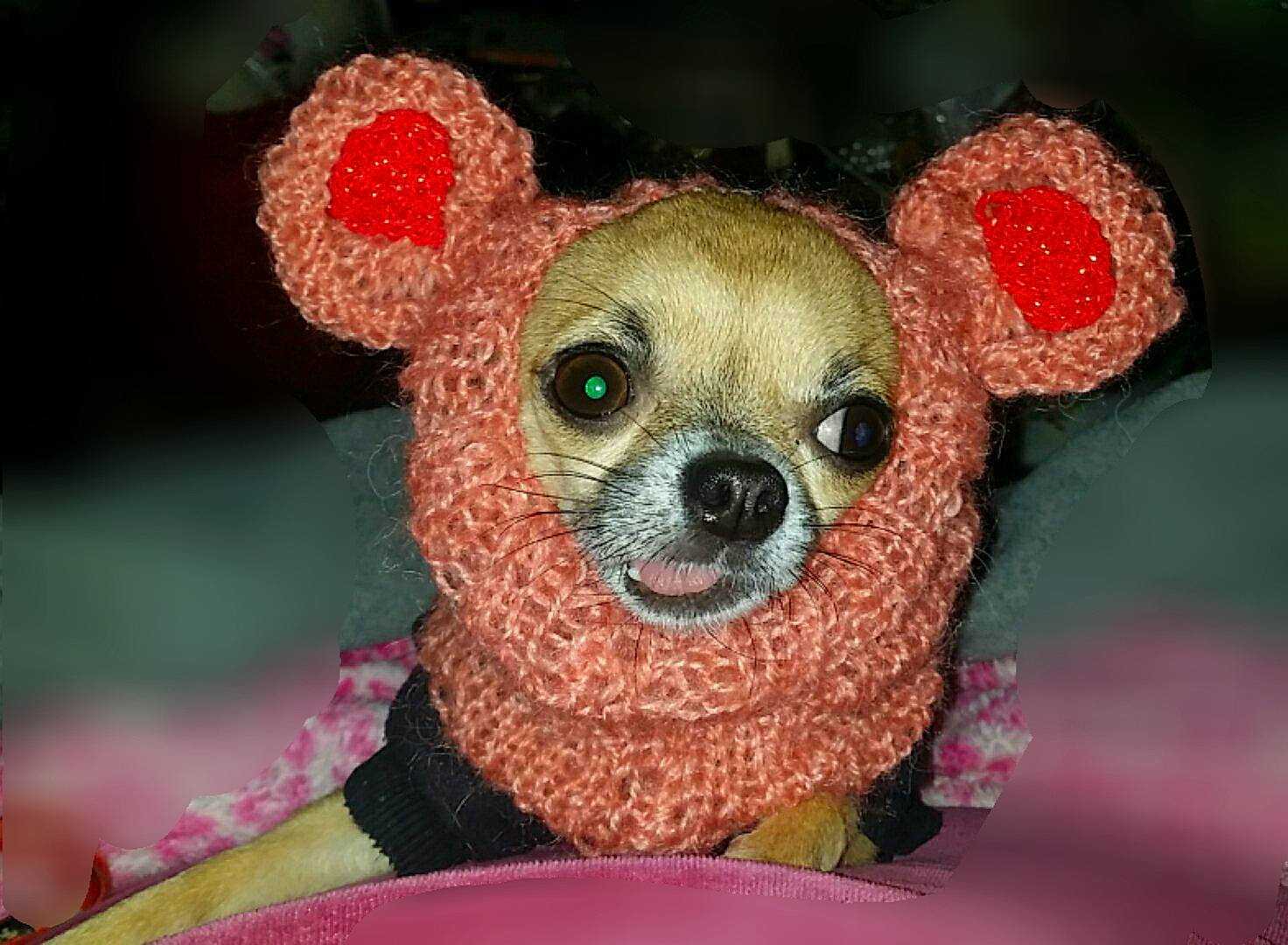 Isabella participe au concours pour gagner de l'argent avec cette photo : canidae, carnivore, chihuahua, crochet, dog, dog_breed, fawn, kinkajou, snout, toy_dog