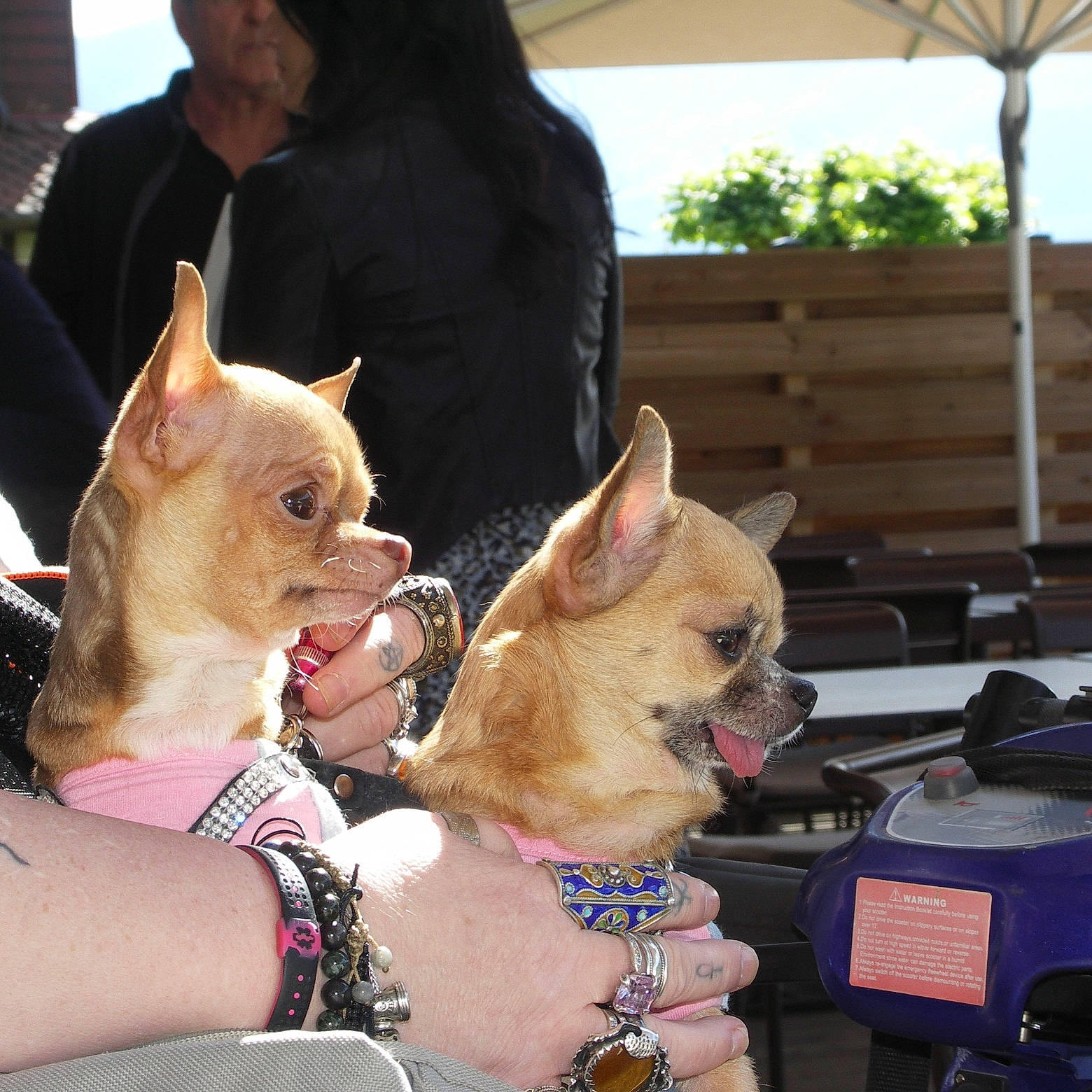 Isabella Et Iris a rejoint le concours — aidez-le/la à gagner de superbes lots ! boston_terrier, canidae, carnivore, chihuahua, companion_dog, dog, dog_breed, ear, fawn, french_bulldog, mammal, non_sporting_group, puppy, puppy_love, snout, toy_dog, vertebrate