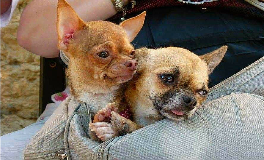 Isabella Et Iris a rejoint le concours — aidez-le/la à gagner de superbes lots ! ancient_dog_breeds, canidae, carnivore, chihuahua, companion_dog, corgi_chihuahua, dog, dog_breed, ear, fawn, mammal, puppy, puppy_love, skin, snout, toy_dog, vertebrate, whiskers