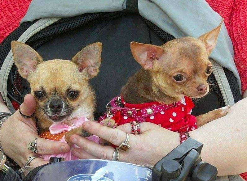 Isabella Et Iris participe au concours pour gagner de l'argent avec cette photo : canidae, carnivore, chihuahua, companion_dog, corgi_chihuahua, dog, dog_breed, dog_clothes, ear, fawn, mammal, puppy, russkiy_toy, skin, snout, toy_dog, vertebrate