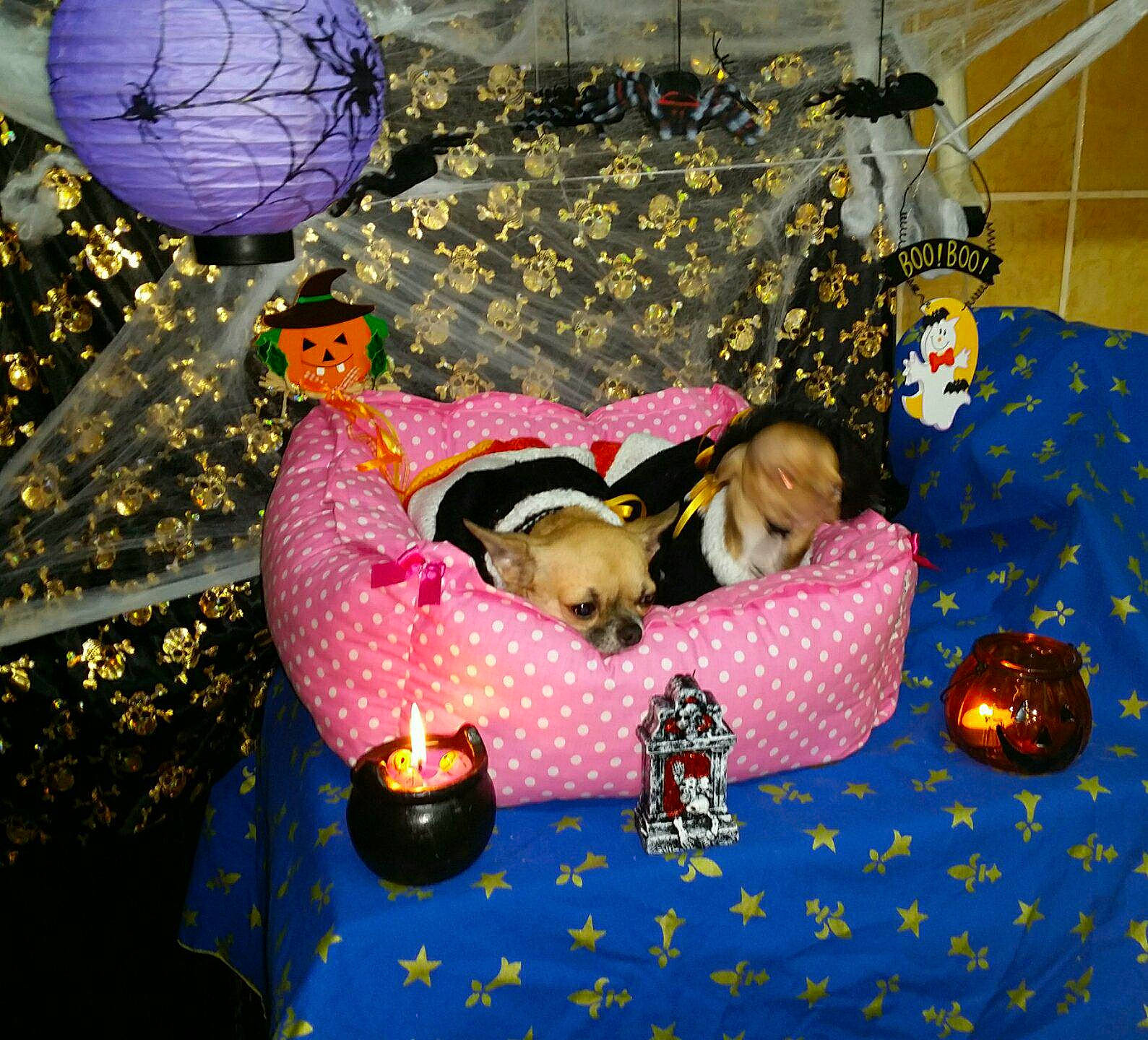 Isabella Et Iris a rejoint le concours — aidez-le/la à gagner de superbes lots ! canidae, room