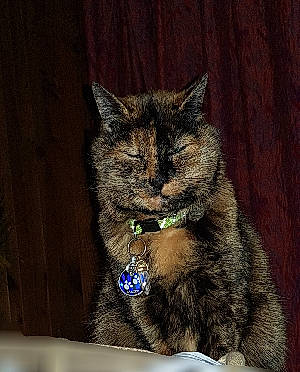 Sarah a rejoint le concours — aidez-le/la à gagner de superbes lots ! american_shorthair, asian, british_semi_longhair, california_spangled, carnivore, cat, domestic_long_haired_cat, domestic_short_haired_cat, dragon_li, european_shorthair, eye, felidae, fur, mammal, ojos_azules, small_to_medium_sized_cats, snout, tabby_cat, vertebrate, whiskers