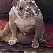 Venom joined the competition — help win amazing prizes! dog, pet, indoor, wooden_floor, rug, ears, sitting, curious, canine, brown, white, cabinet, flooring, domestic_animal, looking, front_view, companion, household, animal, paw