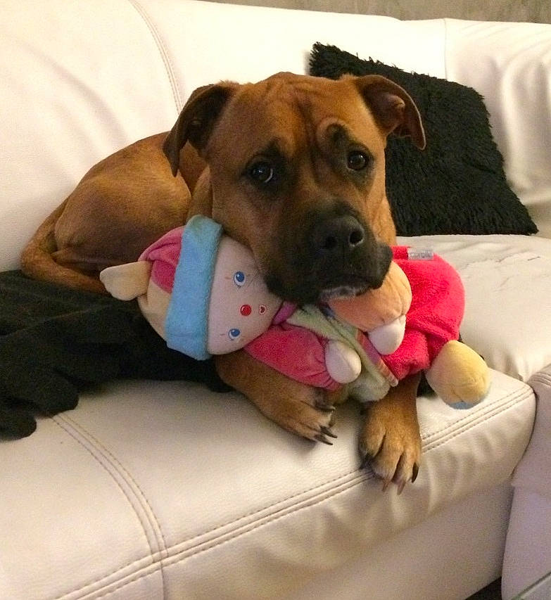 Lina participe au concours pour gagner de l'argent avec cette photo : canidae, carnivore, collar, comfort, companion_dog, couch, dog, dog_bed, dog_breed, dog_collar, dog_supply, fawn, furniture, linens, paw, pet_supply, pillow, snout, sporting_group, working_animal