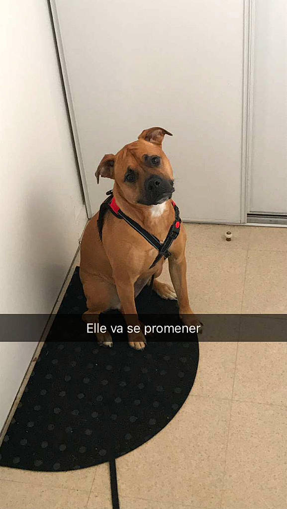 Lina a rejoint le concours — aidez-le/la à gagner de superbes lots ! advertising, canidae, carnivore, collar, companion_dog, dog, dog_breed, dog_collar, dog_supply, door, eyewear, fawn, flooring, leash, pet_supply, photo_caption, snout, sporting_group, tail, working_animal