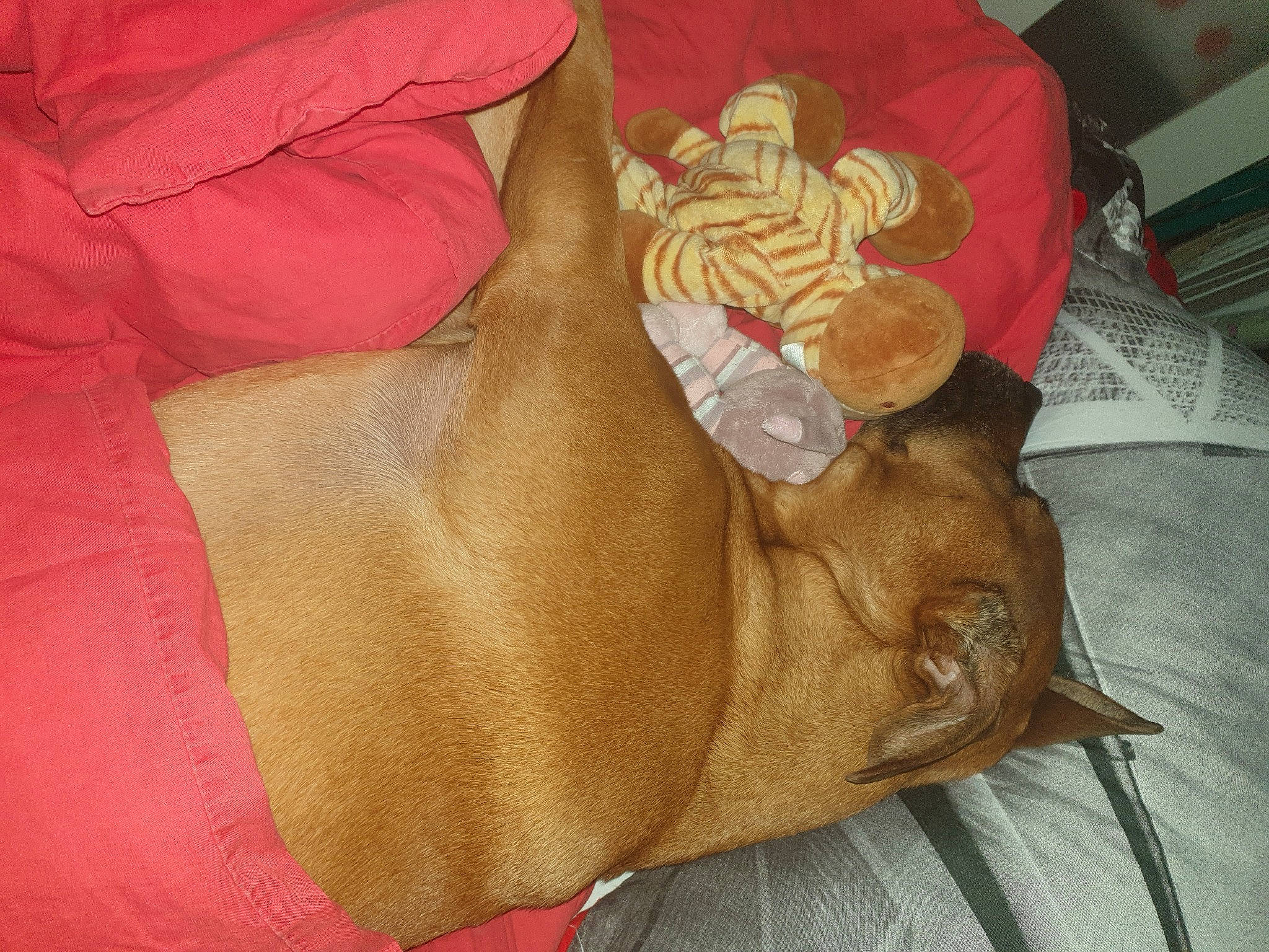 Lina participe au concours pour gagner de l'argent avec cette photo : bag, bed_sheet, canidae, carnivore, comfort, companion_dog, dog, dog_breed, dog_supply, fawn, fur, linens, liver, nap, orange, peach, room, sporting_group, tail, working_animal