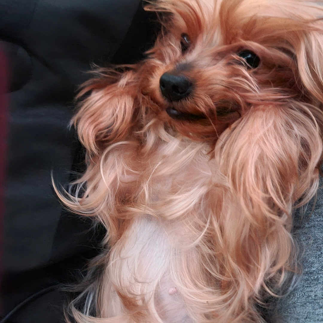 London joined the competition — help win amazing prizes! animal, close_up, companion, cute, dog, domestic_animal, ears, fluffy, fur, indoor, long_hair, lying_down, mammal, nose, pet, portrait, relaxed, resting, sleepy, whiskers