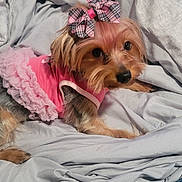 London joined the competition — help win amazing prizes! dog, small_dog, pet, bed, blanket, pink_dress, bow, fur, cute, animal, indoor, cozy, laying_down, looking_at_camera, ruffles, canine, domestic_animal, tongue_hidden, fur_color_mixed, resting
