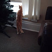 Cheeto is registered to the contest to win money with this photo: cat, orange_cat, window, curtains, christmas_tree, indoor, carpet, furniture, leather_couch, standing_cat, looking_out_window, shadow, home, pet, animal, curious, quiet, daylight, room, background
