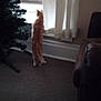 cat, orange_cat, window, curtains, christmas_tree, indoor, carpet, furniture, leather_couch, standing_cat, looking_out_window, shadow, home, pet, animal, curious, quiet, daylight, room, background