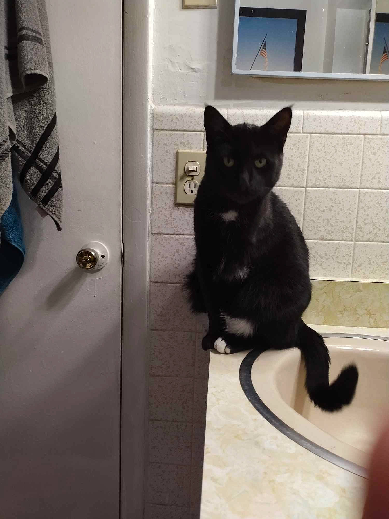 Dustin is registered to the contest to win money with this photo: black_cat, bombay, carnivore, cat, domestic_short_haired_cat, door, felidae, fixture, flooring, fur, grey, home_door, room, small_to_medium_sized_cats, snout, stairs, tail, whiskers, window, wood