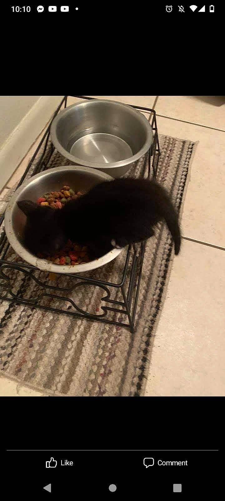 Dustin joined the competition — help win amazing prizes! animal_feed, bowl, cat_supply, cooking, cookware_and_bakeware, cuisine, dish, felidae, flooring, food, frying_pan, hardwood, ingredient, kitchen_appliance, kitchen_utensil, pet_supply, recipe, room, tableware, wood